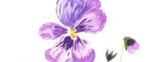 blomst til seniorerne